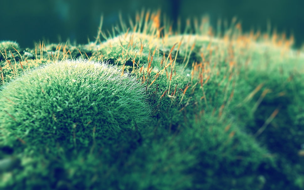 green grass HD wallpaper